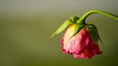 Rastlina zrazu prestala rásť? Príčina sa môže skrývať v kvetináči