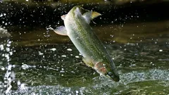 Pstruh – test čistoty rieky a poctivosti kuchyne