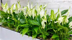 Jednoduché zimné hnojenie spathiphyllum: návod na použitie
