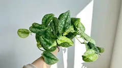 Scindapsus: takmer nezničiteľná rastlina, ktorá rastie aj v tieni