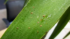 Štítničky na izbových rastlinách: ako ich spoznať a rýchlo zastaviť šírenie