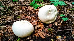 Pýchavka na tanieri: ako ju bezpečne spoznať podľa rezu