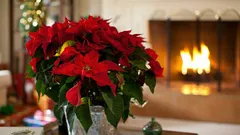 Starostlivosť o vianočné hviezdy po Vianociach: zachráňte rastlinu a nechajte ju znova zmeniť farbu
