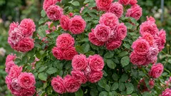 Myslíte si, že ruže sú náročné? Táto nemecká kráska kvitne aj u začiatočníkov