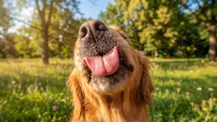 Prečo pes olizuje tvár a čo vám tým naozaj hovorí