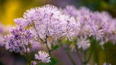 Čo vysiať v marci na priesady: kvety, ktoré rozkvitnú skôr