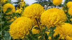 Veľkokveté rastliny do záhrady: 10 istôt, ktoré na Slovensku kvitnú spoľahlivo