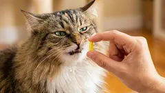 Ako podať mačke tabletku bez stresu: 7 trikov, ktoré naozaj fungujú