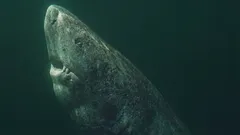 Žralok, ktorý je starší než Spojené štáty: Ako je to možné?