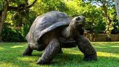 Korytnačka staršia ako Napoleon: rekord potvrdený dokumentmi