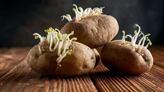 Extrakt zo zemiakových klíčkov ako biostimulátor pre priesady: Funguje táto metóda?