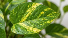 Ako správne polievať pothos a vyhnúť sa žltým listom