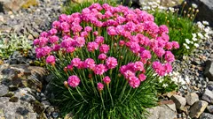 Rastlina, ktorá prežije vo vetre a chudobnej pôde — a kvitne „pompónmi“