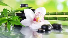 Orchidey vo feng šuej: význam, farby a najlepšie miesto v domácnosti